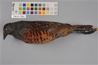 藏品(竹雞)的圖片